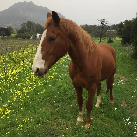 Bianca Villa Tertenìa