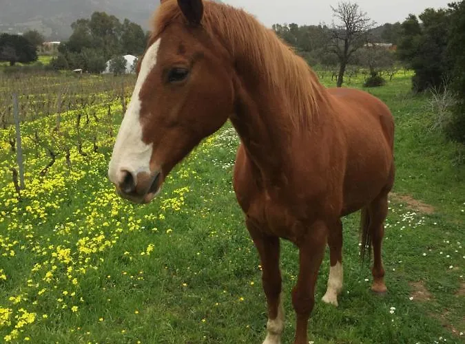 Bianca Villa Tertenìa